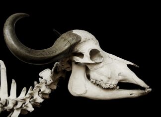 Co na szybszy zrost kości?