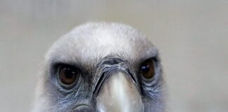 Jaką średnicę ma gryf?