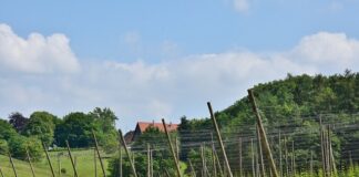 Jakie sztangi do domu?