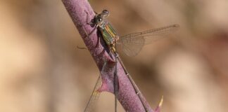 Jaka wędka do method feeder forum?