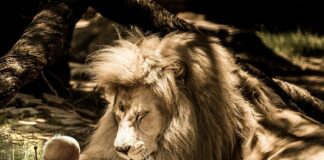 Co trzyma bęben w pralce?