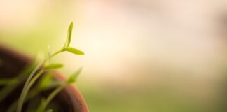 Co zrobić żeby gładź szybciej Schla?