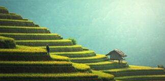 Czy ryż jest dobry na ryby?