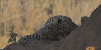 Co ma większą bezwładność?