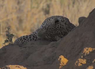 Co ma większą bezwładność?