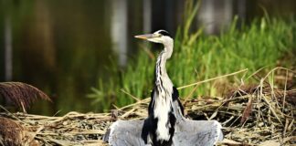 Czego nie wolno suszyć w suszarce?