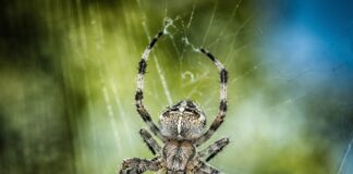 Czy w ortezie można chodzić bez kuli?