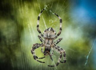 Czy w ortezie można chodzić bez kuli?