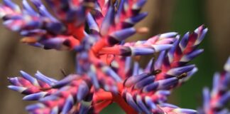 Jak przyspieszyć zrost kości śródstopia?