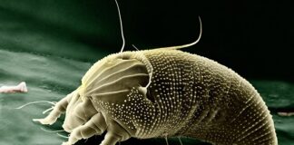 Jakie powiększenie lunety na 50m?