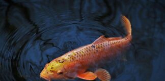 Do jakiej głębokości żeruje karp?