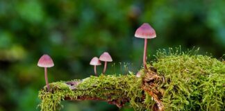 Jak długo żyją zarodniki grzybów w butach?