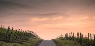 Co to znaczy Narrow Wide?