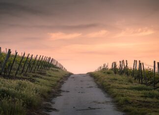 Co to znaczy Narrow Wide?