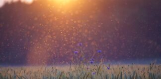 Ile waży krzywy gryf?