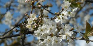 Jak wykończyć dekolt V lamówką?