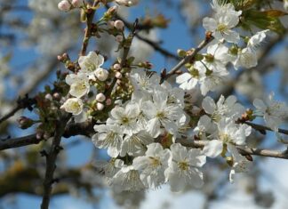Jak wykończyć dekolt V lamówką?