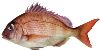 Na co bierze duży leszcz?