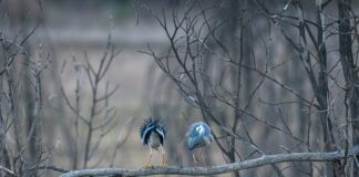 Czy okonie biorą w deszczu?