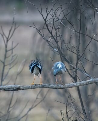 Czy okonie biorą w deszczu?