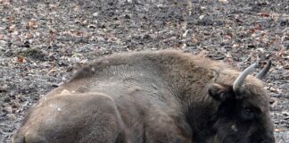 Czy trzeba zgłaszać hodowle kur?