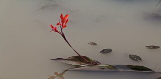 Dlaczego robi się mętna woda w akwarium?