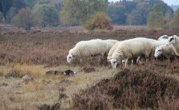 Jak nauczyć psa posłuszeństwa?