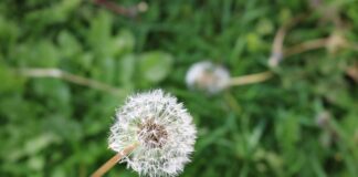 Jaki neutralizator zapachów?