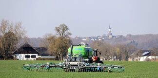 Czy obornik kurzy nadaje się pod ogórki?