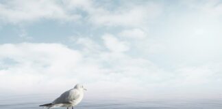 Jak uspokoić emocje psa?