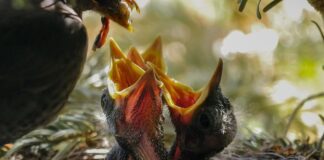 Ile razy na dzień karmić gołębie?