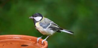 Jak zrobić miksturę z drożdży do podlewania ogórków?