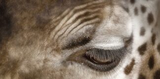 Jak usunąć plamy nieznanego pochodzenia?