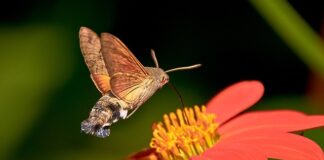 Co oznacza symbol białego gołębia?