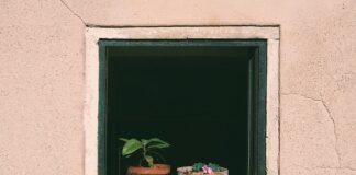 Jak często podlewać ogórki w gruncie?