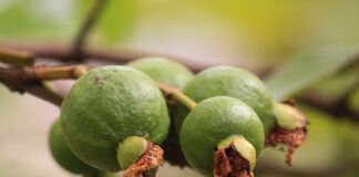 Co na pierwsze wędzenie?