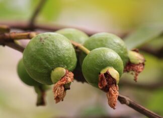 Co na pierwsze wędzenie?