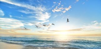 Czemu ptaki mają obrączki?