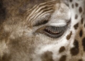 Jak usunąć trwałe plamy?