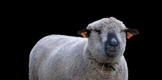 Ile można hodować kur bez pozwolenia?