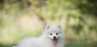 Czy wilczy pazur jest ukrwiony?