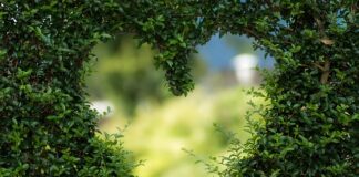 Czy zielone ogórki są zdrowe?