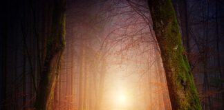 Gdzie można chodzić z psem bez smyczy?