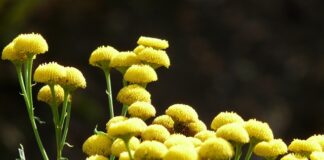 Co się stanie jak się ogoli kota?