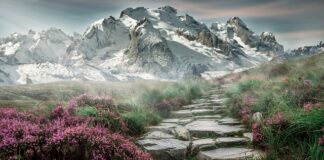 Jak wyczyścić kamienie w akwarium?