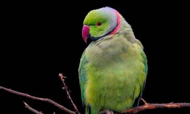 Czy pies może nosić obroże cały czas?