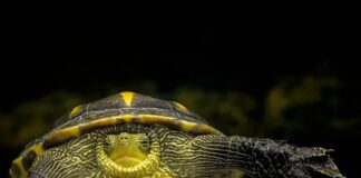 Co zamiast nici kuchennej?