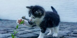 Czy kot może mieć za długie pazury?