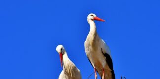 Kto obrączkuje bociany?