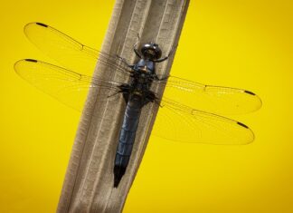 Czy skimmer jest potrzebny w akwarium?